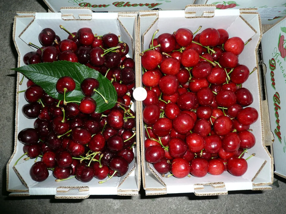 Dos cajas de cerezas: calibre 32 mm a la izquierda y 36 mm a la derecha