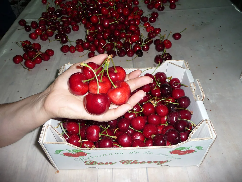 Una mano sostiene cerezas gigantes sobre una caja de Don Cherry